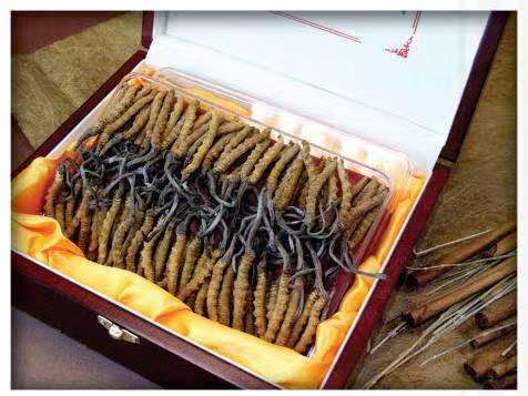 溆浦冬虫夏草回收